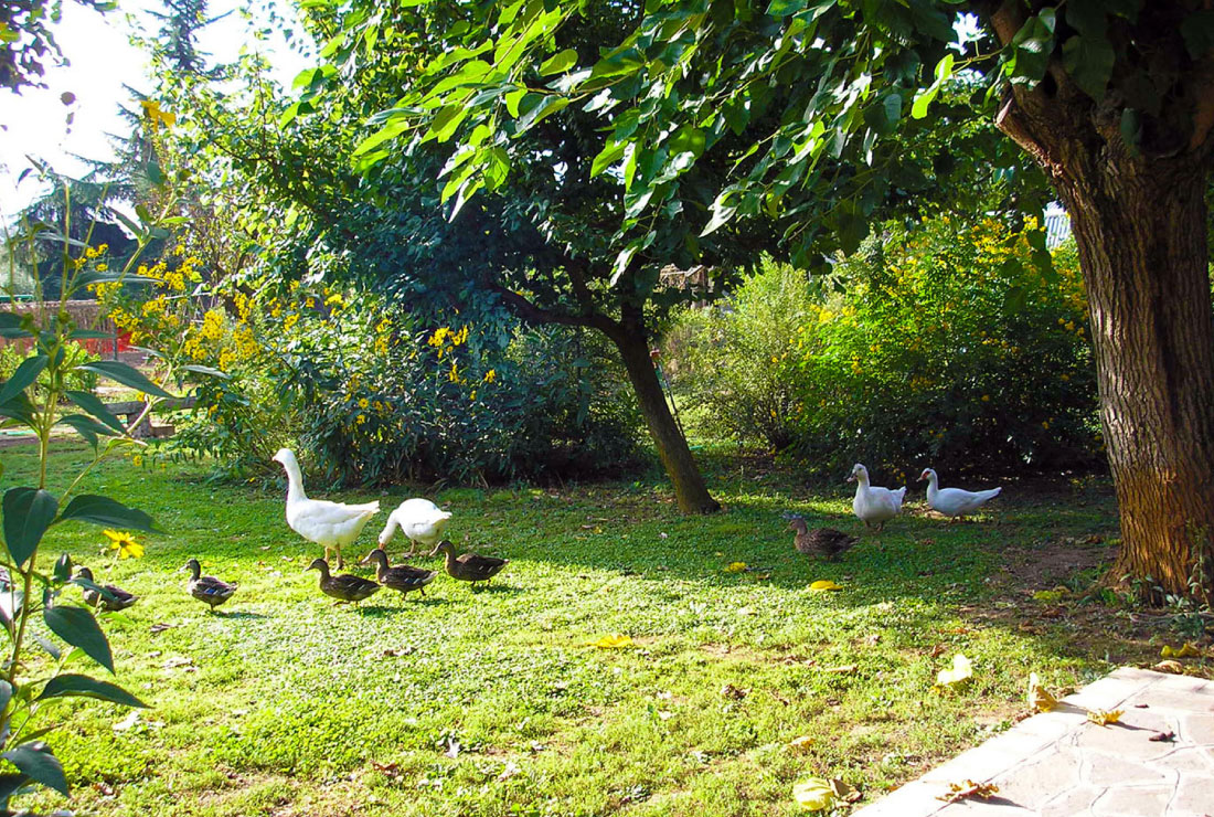 Bed Breakfast Rome Natura Appia